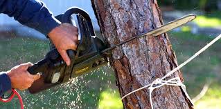 Best Tree Fertilization  in Tiburon, CA