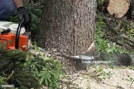 Best Root Management and Removal  in Tiburon, CA