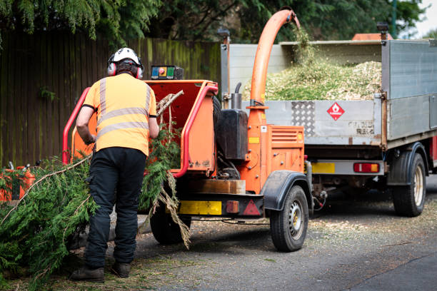 How Our Tree Care Process Works  in  Tiburon, CA