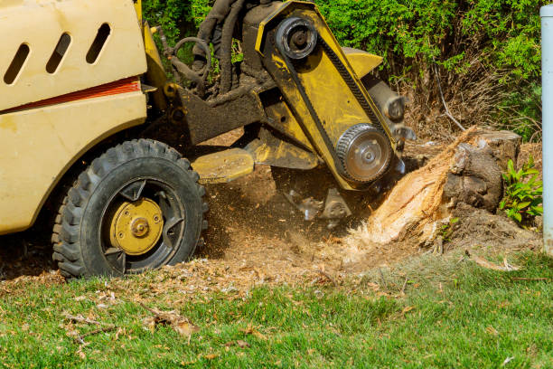 Best Tree Cabling and Bracing  in Tiburon, CA