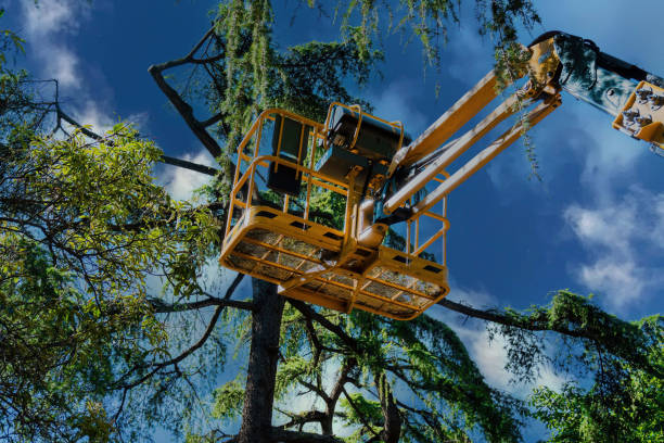 Best Tree Disease Treatment  in Tiburon, CA