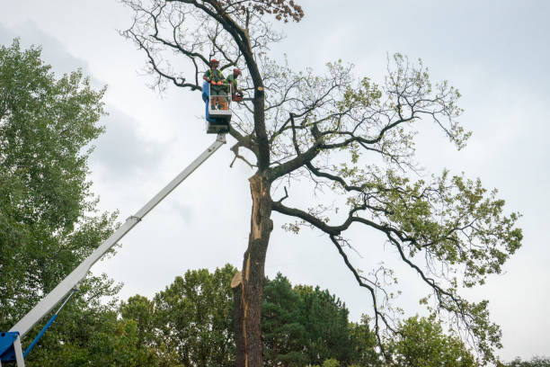 Seasonal Cleanup (Spring/Fall) in Tiburon, CA