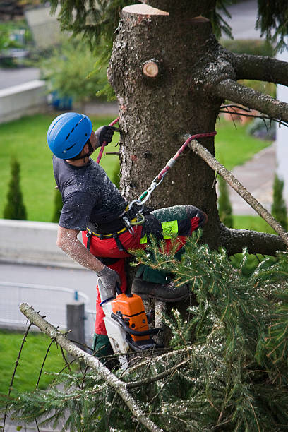 Lawn Grading and Leveling in Tiburon, CA