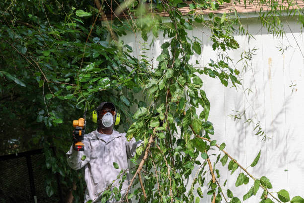 Best Tree and Shrub Care  in Tiburon, CA
