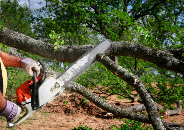 Best Utility Line Clearance  in Tiburon, CA